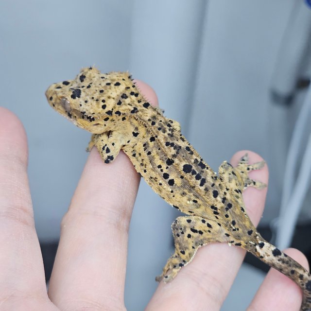 Super Dalmatian