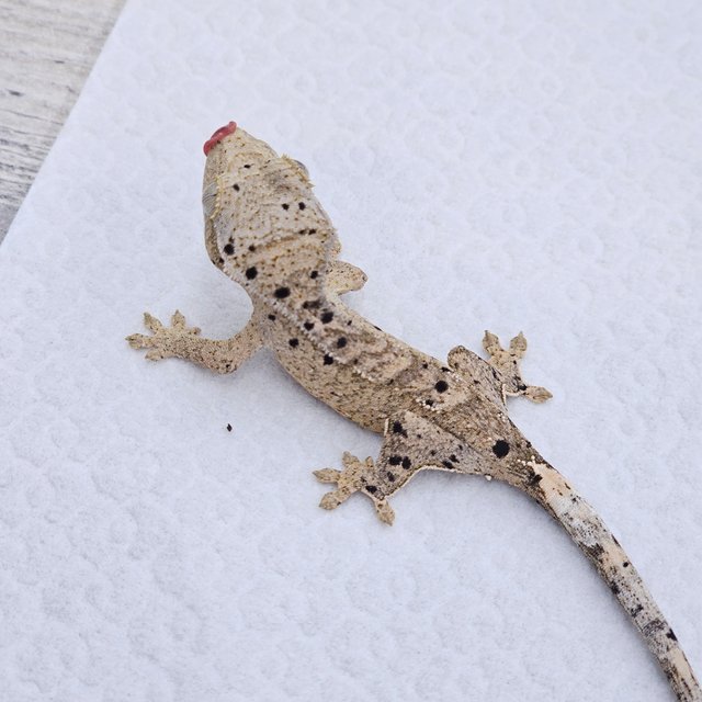 Dalmatian Super Dalmatian