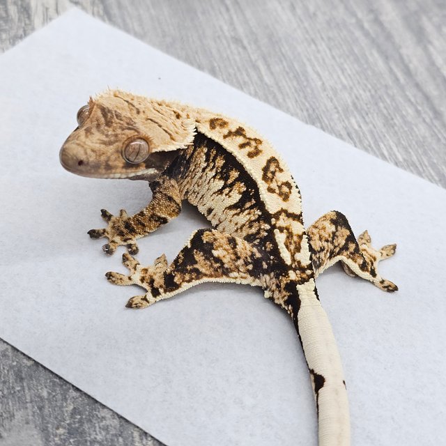 노멀 트라이 텐저린