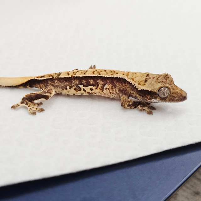 쿼드 핀스트라이프