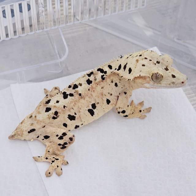 Super Dalmatian