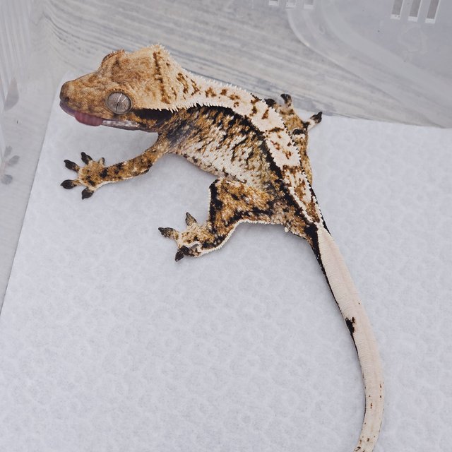 Normal Tri White Spot White Crown