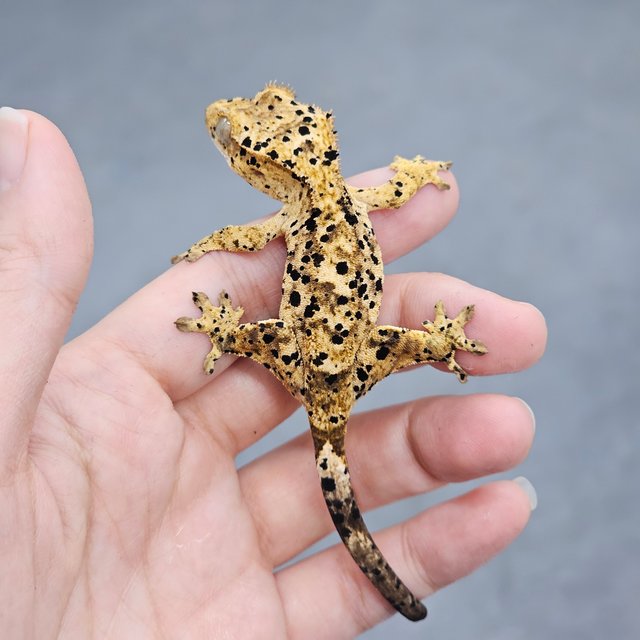 Super Dalmatian