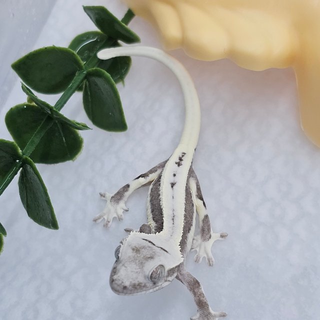 Lilly Axanthic Full Pinstripe