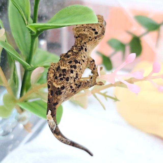 Super Dalmatian