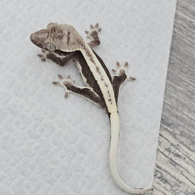 Lilly Axanthic