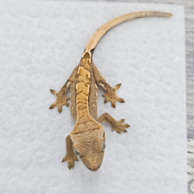 노멀 트라이 화이트스팟