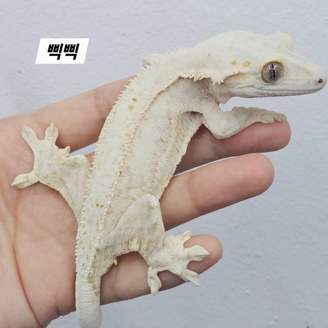 Phantom Cream Creamsicle