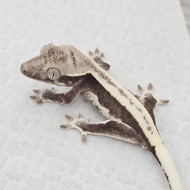 Lilly Axanthic