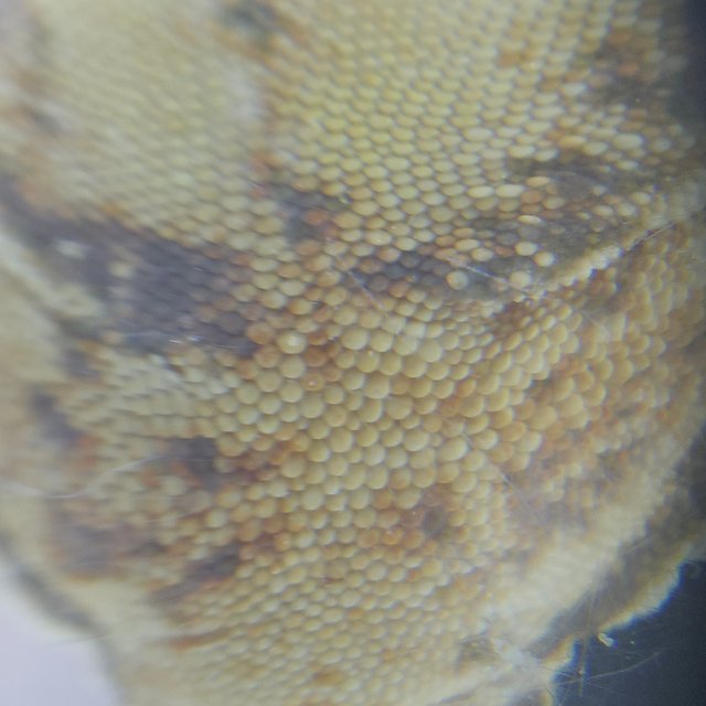 Drippy White Spot Normal