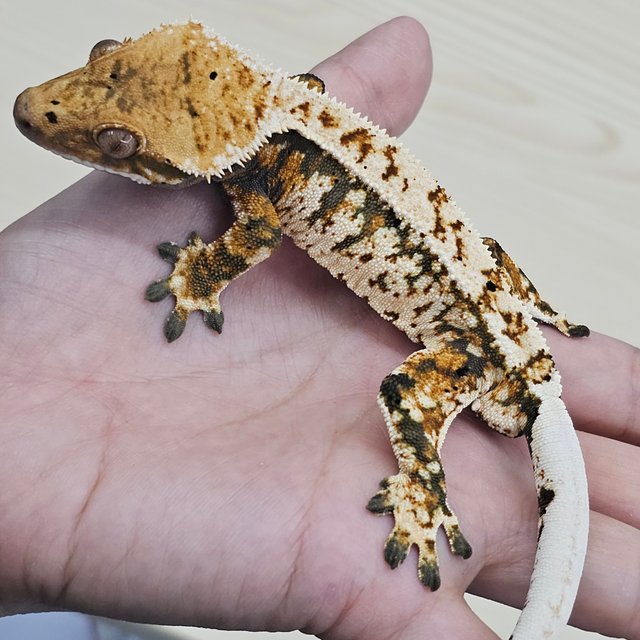 Normal Tangerine Tri