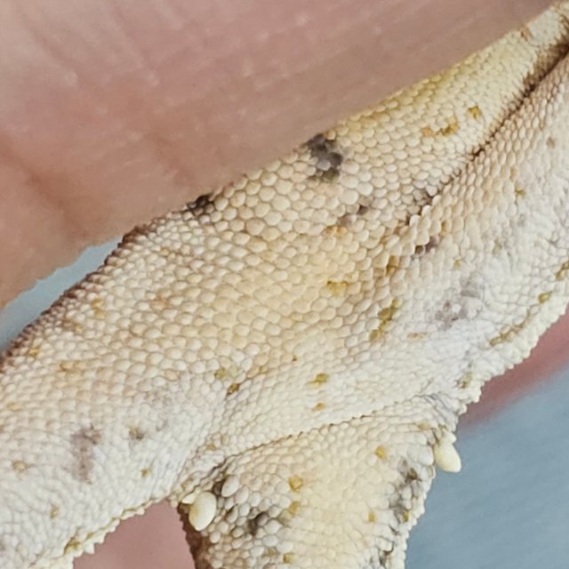Drippy White Spot Normal