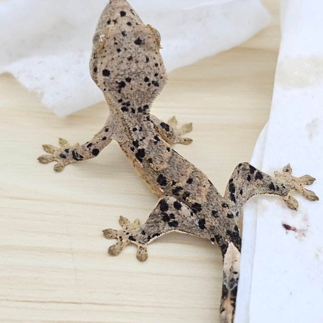 Super Dalmatian