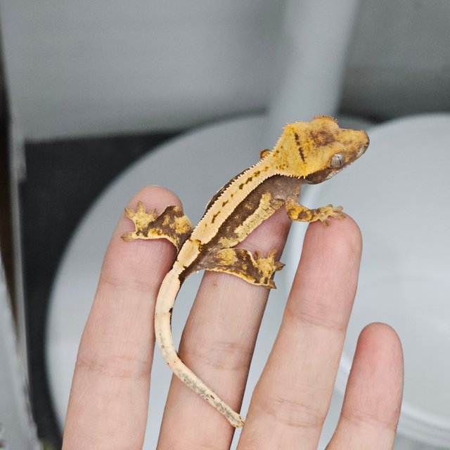 Quad 100% Het Axanthic