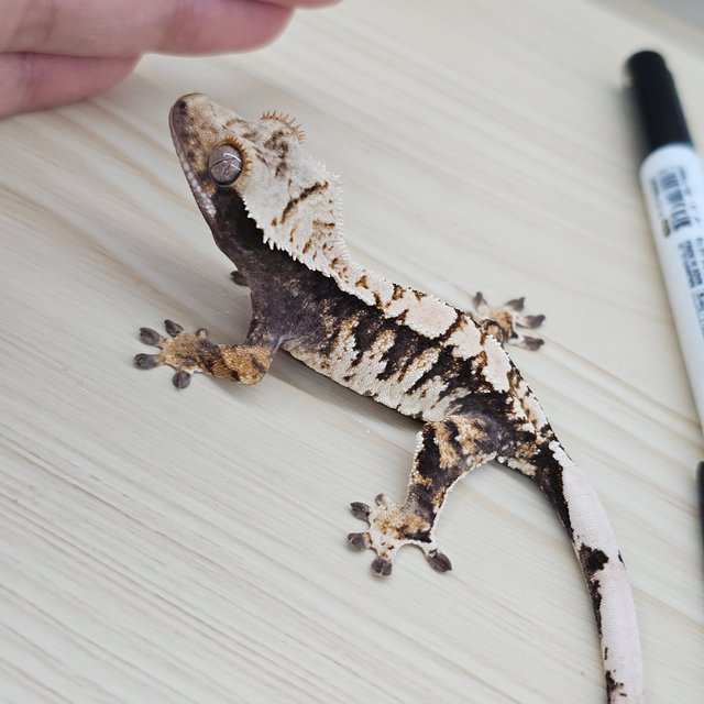 White Spot 100% Het Axanthic