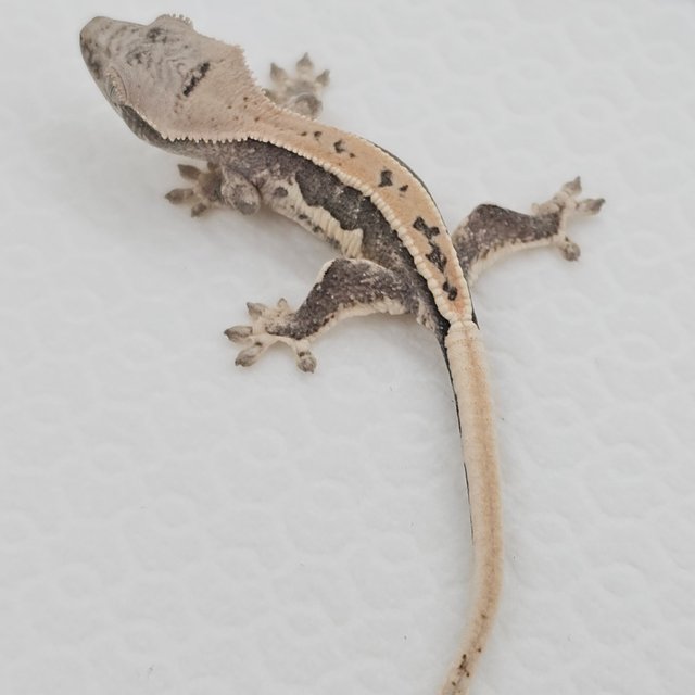 Lilly 100% Het Axanthic
