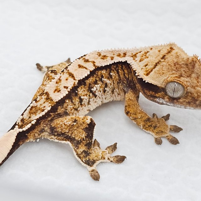 노멀 화이트스팟