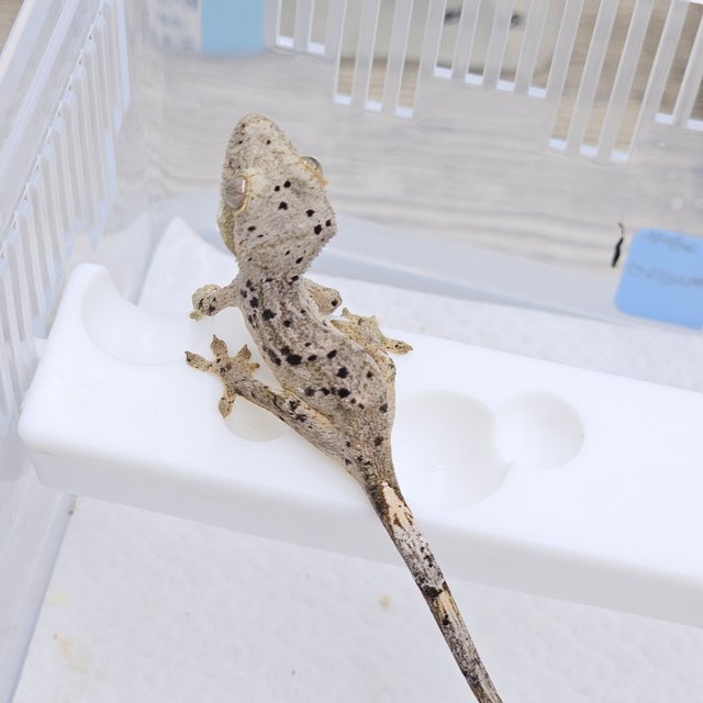 Super Dalmatian