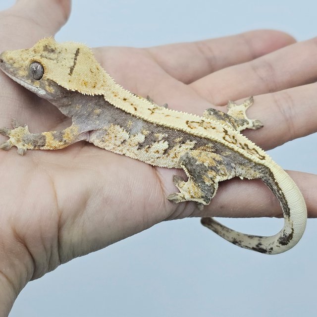 Quad Normal White Spot