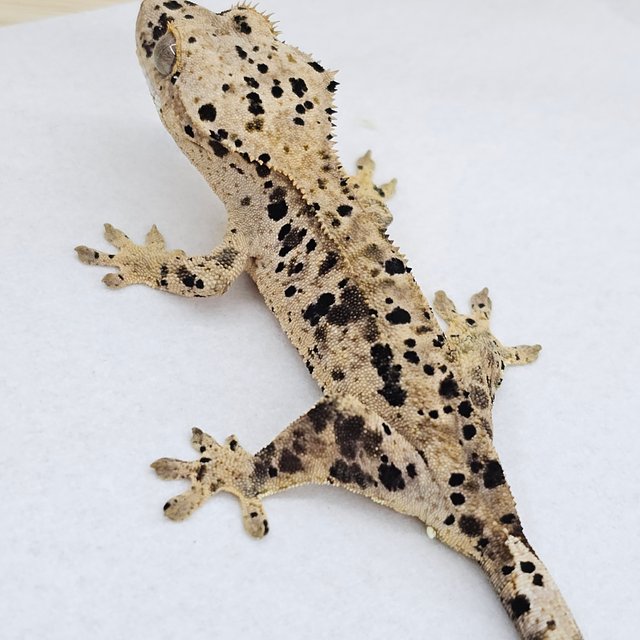 Super Dalmatian
