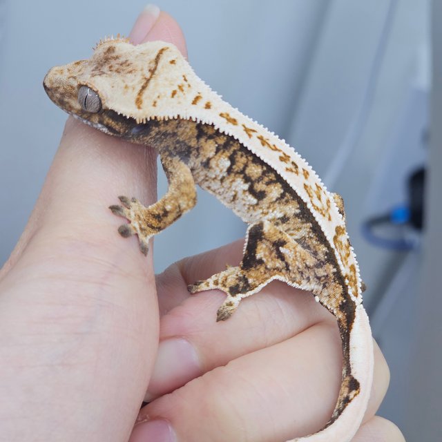 White Pin Normal Tri White Spot