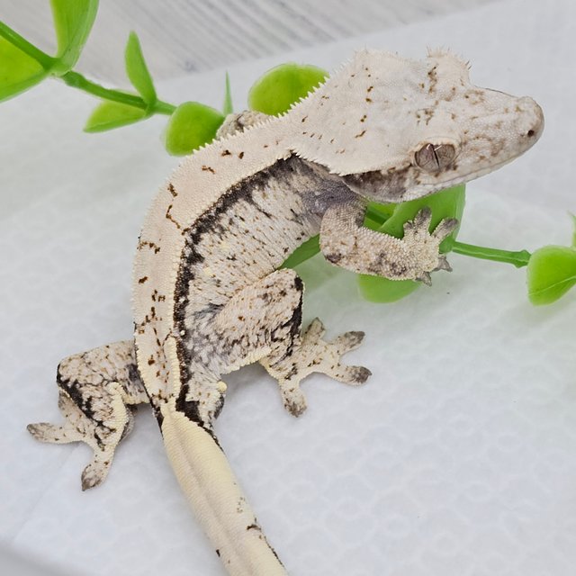 노멀 드리피 화이트스팟 화이트