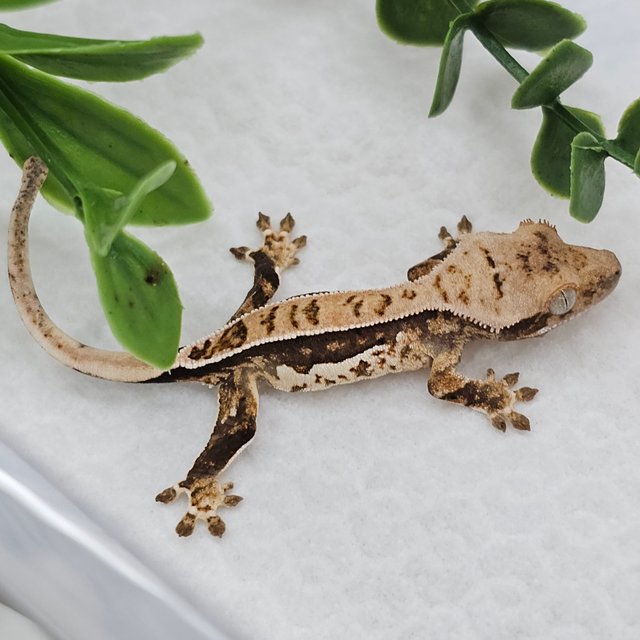 White Full Pinstripe Normal Quad