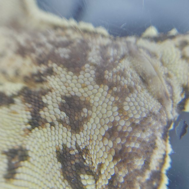 Drippy Normal White Spot