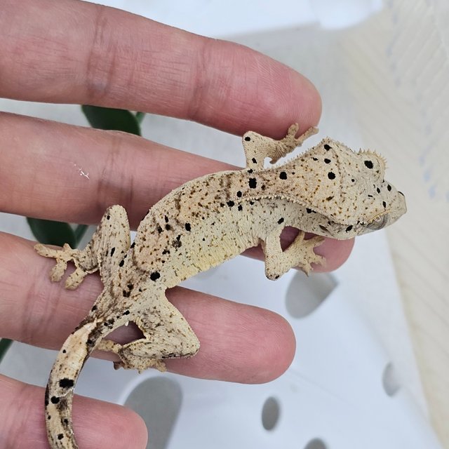 Super Dalmatian