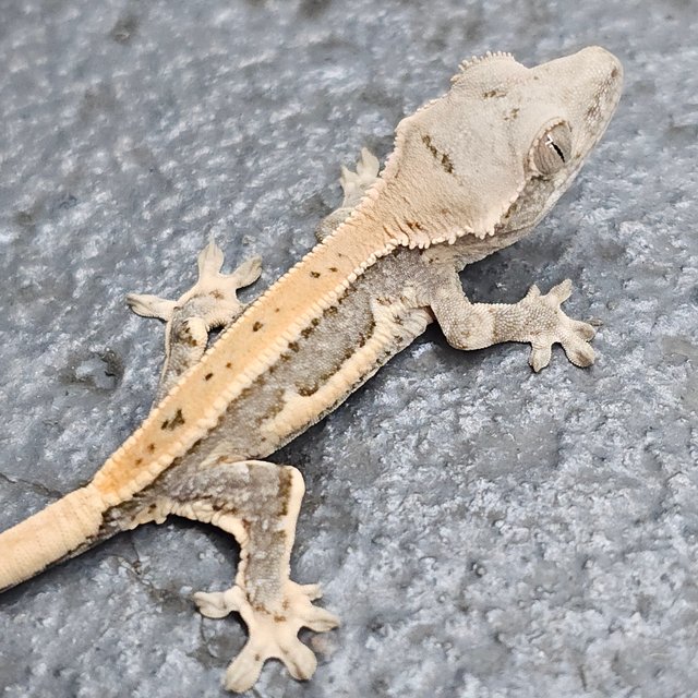 Lilly 100% Het Axanthic