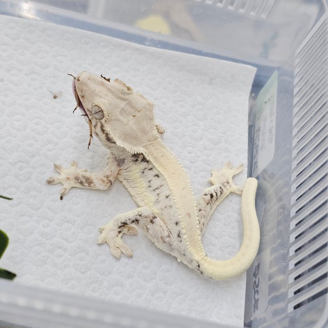 Lilly White