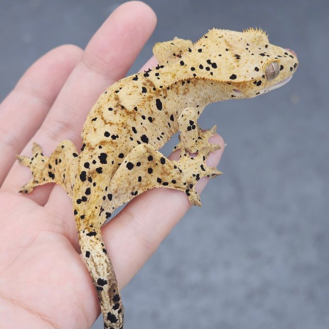 Dalmatian Super Dalmatian Yellow