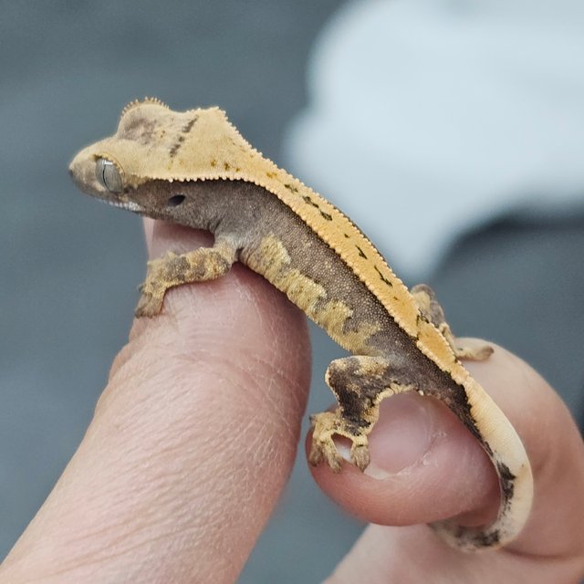Quad 100% Het Axanthic