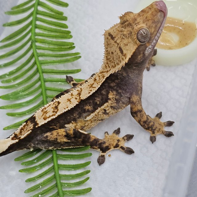 Normal Quad Pinstripe