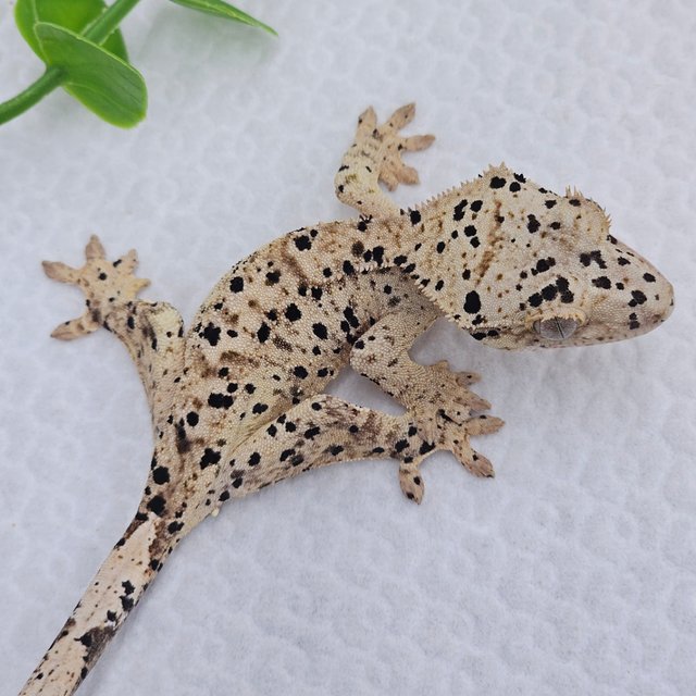Super Dalmatian