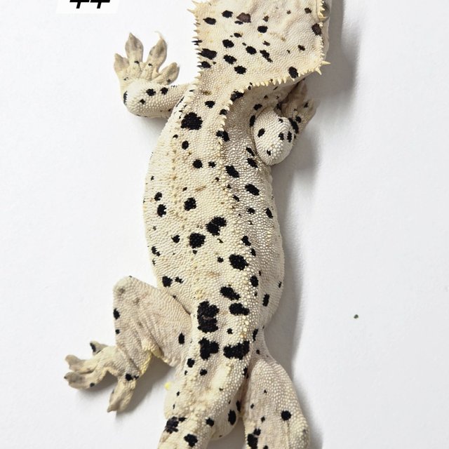 Super Dalmatian