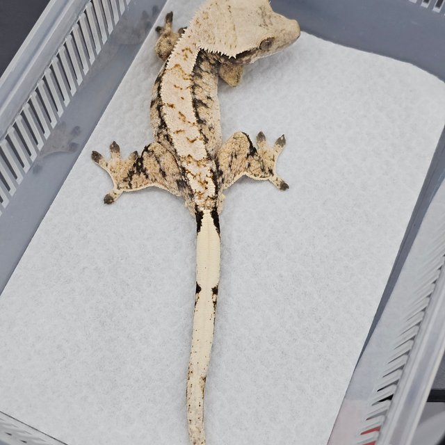 노멀 트라이 드리피 화이트스팟