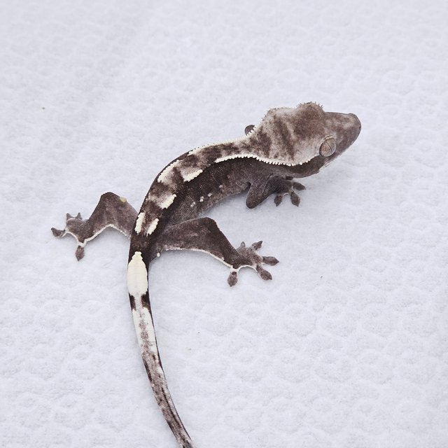 Axanthic