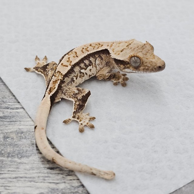 노멀 쿼드 화이트