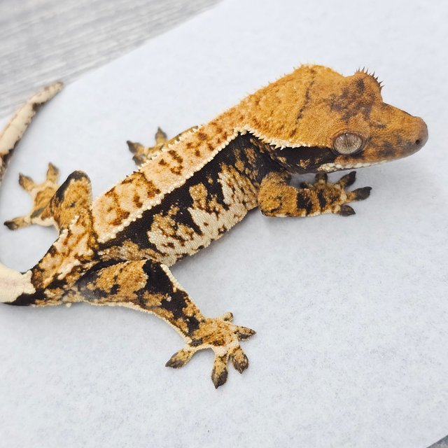 노멀 트라이 텐저린