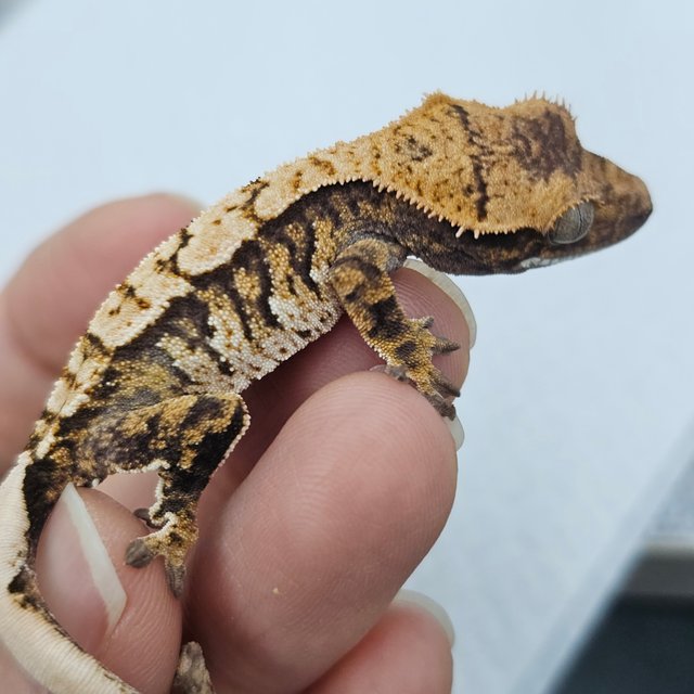 White Spot Normal Tri