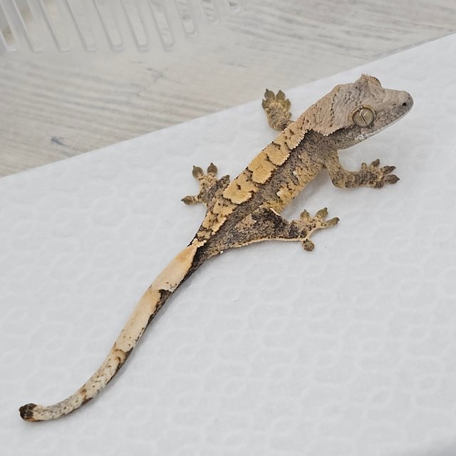 노멀 화이트스팟