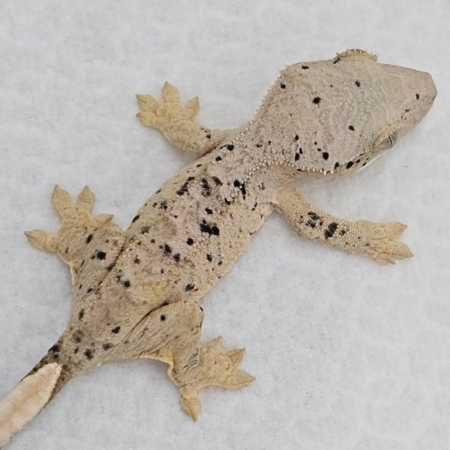 Super Dalmatian