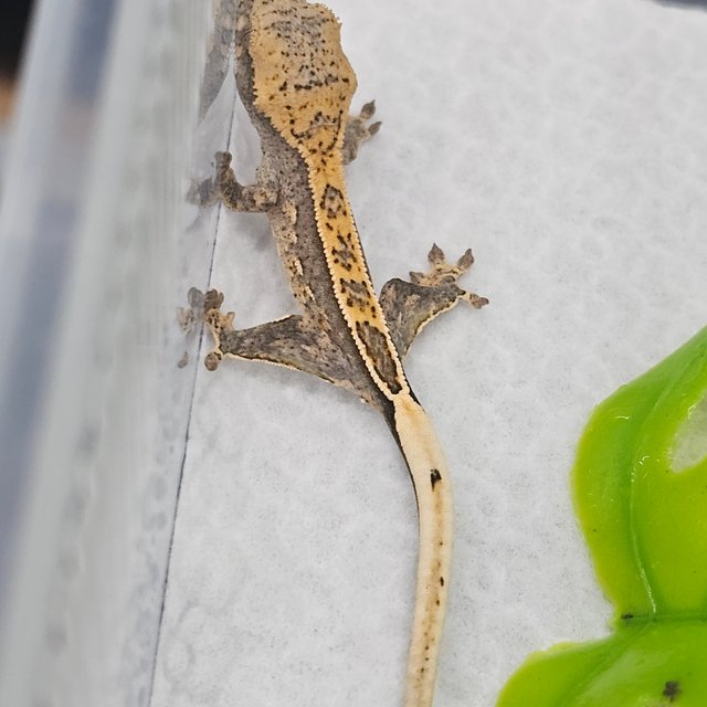 100%헷아잔틱 풀핀