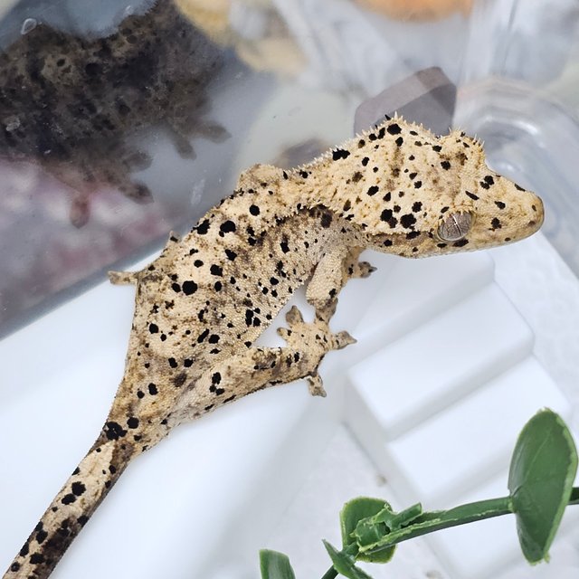 Super Dalmatian Dalmatian