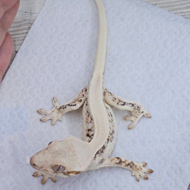 Solid Back Lilly White