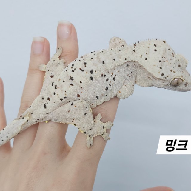 Super Dalmatian