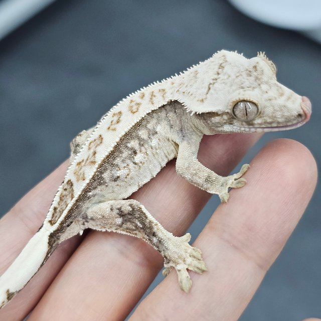 Normal Full Pinstripe White Spot