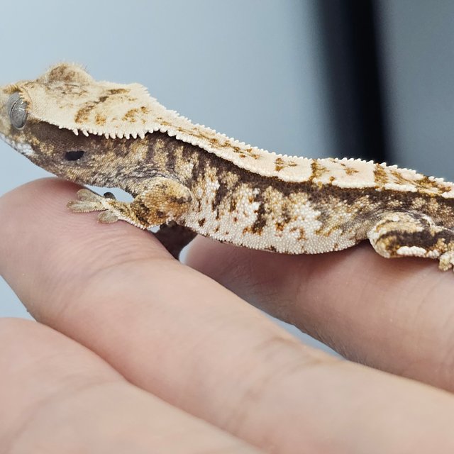 노멀 화이트스팟