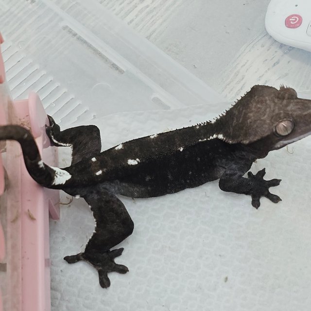 Axanthic